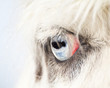 Eye of A Blue Eyed Llama Close Up
