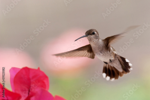 Photo: Hummingbird in Flight Hummingbird in Flight