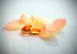rose petals and golden rings for wedding rose petals and golden rings for wedding