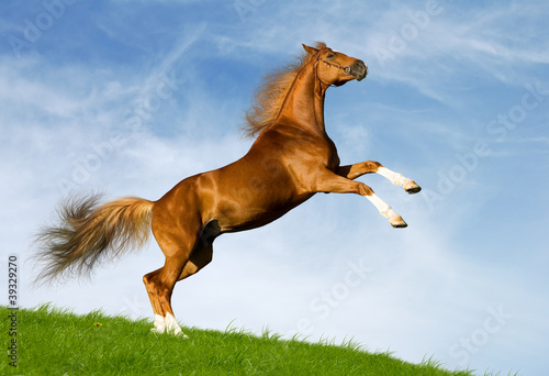 Photo: Chestnut horse gallops on a green hill Chestnut horse gallops on a green hill