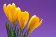 Krokusse