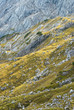 Golden Mountain Grass Golden Mountain Grass