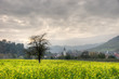 Schwarzwald