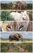 Elefant, Löwe und Giraffe