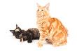 Two Maine Coon cats