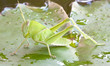 Grasshopper perching on a leaf
