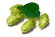 hop cones