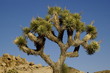 Joshua Tree Day