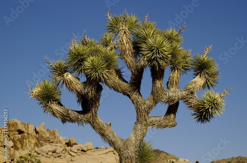 Photo: Joshua Tree Day Joshua Tree Day