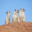 three suricates watching out