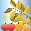 Apples and yellow branch Apples and yellow branch