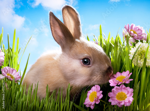 Photo: easter Baby rabbit on green grass with spring flowers easter Baby rabbit on green grass with spring flowers
