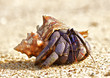 Hermit Crab