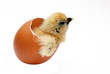 baby chicken