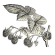 Framboises