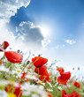 Poppy flower