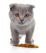 Little kitten eating pet food isolated on white