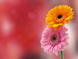 Colorful gerber flowers