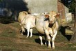Vaches