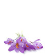 Foto: Purple crocus flowers Purple crocus flowers