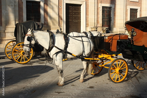 Photo: fiaker with white horse fiaker with white horse