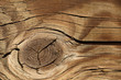 Close up of wood pattern Close up of wood pattern