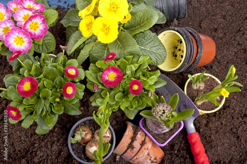 Photo: Gartenarbeit - Frühlingsblumen einpflanzen Gartenarbeit - Frühlingsblumen einpflanzen