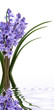 Bluebell Flowers