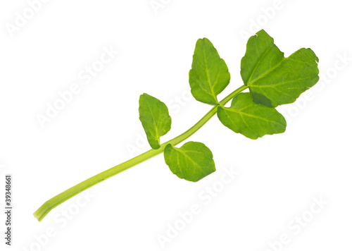 Photo: Watercress Watercress