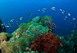 Foto: Coral Reef Coral Reef