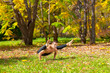yoga tittibhasana pose