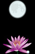 water lili and moon