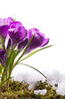 Beautiful Spring Flowers