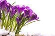 art Beautiful Spring Flowers art Beautiful Spring Flowers