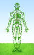 Human - tree