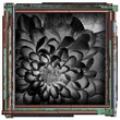 black and white flower picture