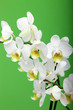 Spray of fresh white Cymbidium orchids on a  green background