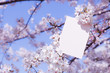 letter[cherry_blossom]_010