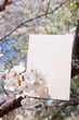 letter[cherry_blossom]_014