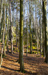 High mountain woods in a spring morning