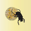 Scarabaeus sacer