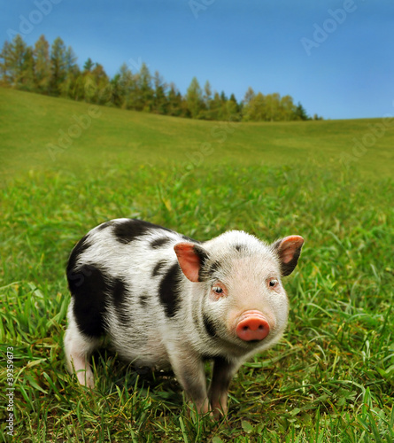 Photo: Small lovely pig on fresh grass of farmland Small lovely pig on fresh grass of farmland