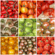 Photo: différentes variétés de tomates différentes variétés de tomates