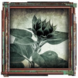 sunflower plant picture