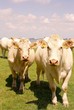 Blonde d'anquitaine cows in a meadow Blonde d'anquitaine cows in a meadow