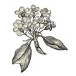 Fleurs de poirier Fleurs de poirier