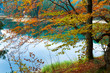 Autumn tree and Synevir lake