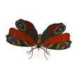 3d render of inachis io
