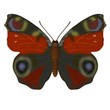 3d render of inachis io
