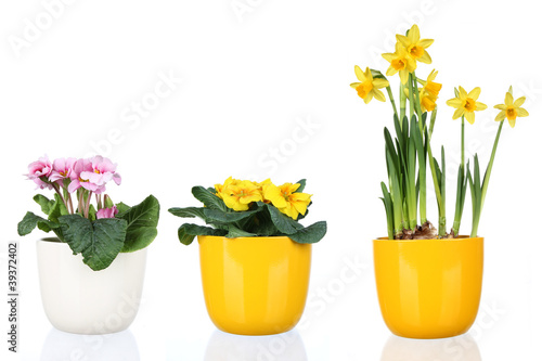 Foto: Spring flowers in flowerpots, isolated on white background Spring flowers in flowerpots, isolated on white background